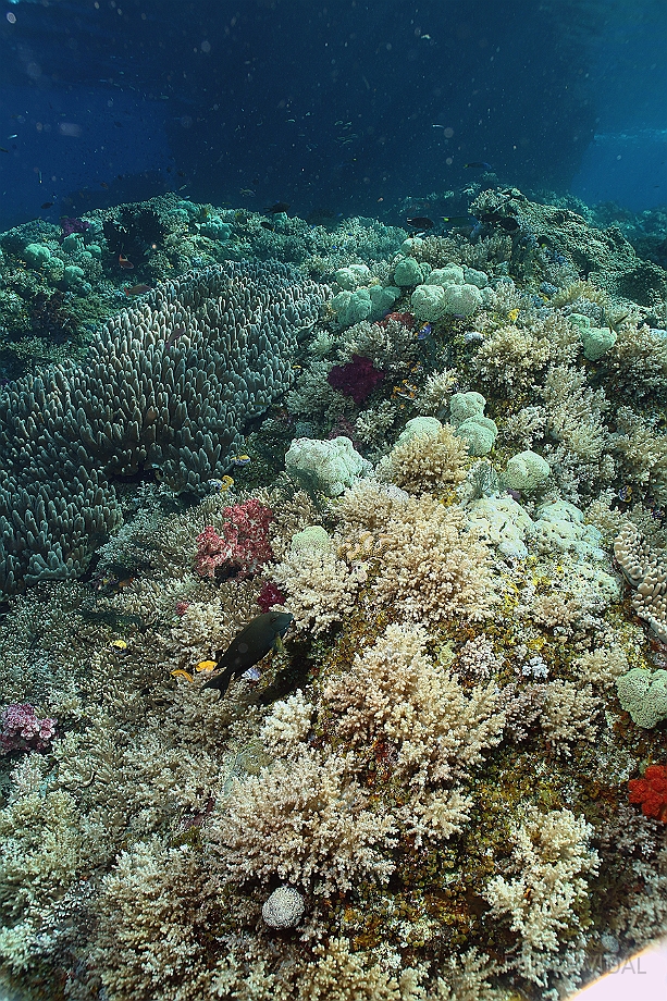 Raja Ampat 2016 - Corail - IMG_4933_rc.jpg